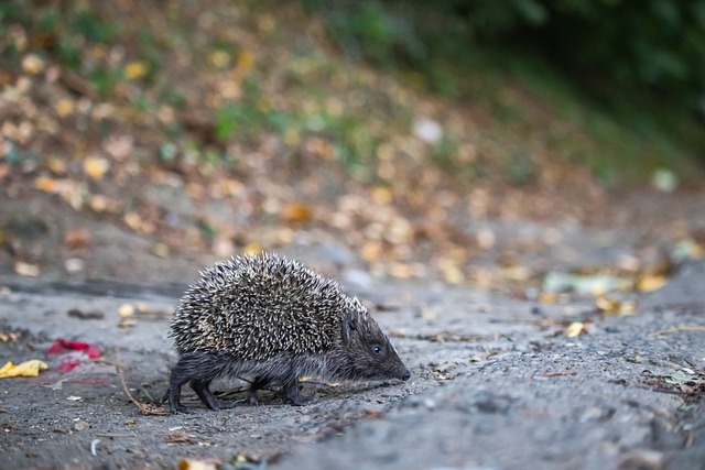 石破天惊！泰勒·亚当斯43米吊射破门为本赛季英超最远进球